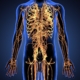 The nervous system including the vargus nerve